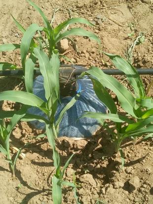 Dual Purpose Sorghum grown under SAP-supplemented vapour-fed irrigation in Lodwar, Turkana